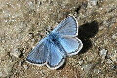Polyommatus eros