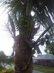 Cocoseae