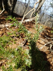 Tsuga caroliniana