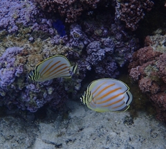 Chaetodon ornatissimus