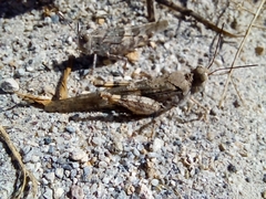 Trimerotropis pallidipennis