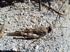 Trimerotropis pallidipennis