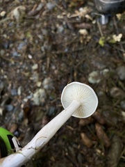 Clitopilus cystidiatus