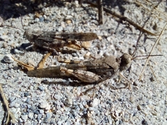 Trimerotropis pallidipennis