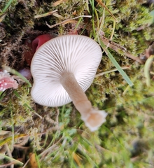 Clitocybe fragrans