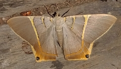 Phrygionis polita