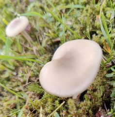Clitocybe fragrans