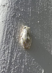 Hyperolius marmoratus