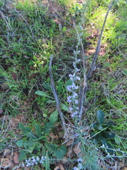 Anarrhinum