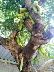 Parmentiera aculeata