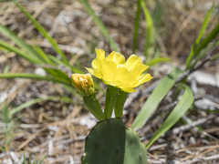 Opuntia mesacantha