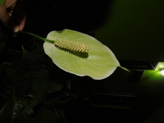 Spathiphyllum