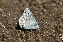 Polyommatus eros