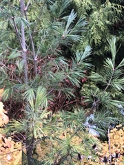 Pinus wallichiana
