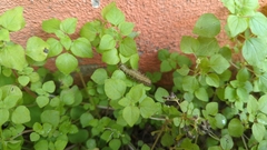Nymphalidae