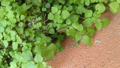 Nymphalidae