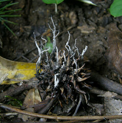 Xylaria liquidambar