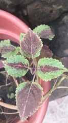 Coleus scutellarioides