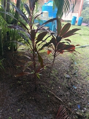 Cordyline fruticosa