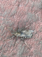 Insecta