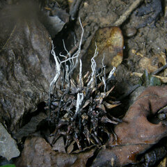 Xylaria liquidambar