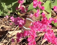 Anartia fatima colima
