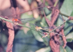Pseudagrion pilidorsum