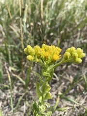 Solidago rigida humilis
