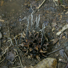 Xylaria liquidambar