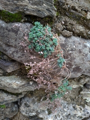 Sedum dasyphyllum