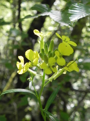 Erysimum pseudorhaeticum