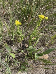 Solidago rigida humilis