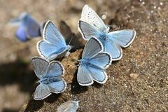 Polyommatus eros
