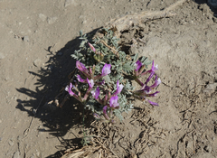 Astragalus stenoceras