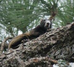 Sciurus niger shermani
