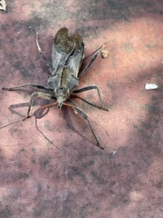 Insecta