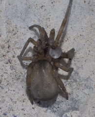 Filistata insidiatrix