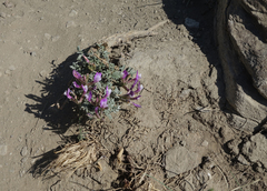Astragalus stenoceras