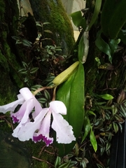 Cattleya trianae