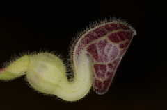 Aristolochia buntingii