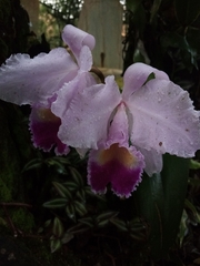 Cattleya trianae