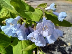 Mertensia virginica
