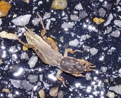 Neoscapteriscus borellii