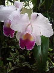Cattleya trianae