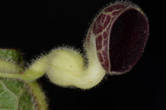Aristolochia buntingii