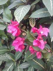 Bougainvillea spectabilis