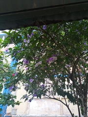Thunbergia laurifolia