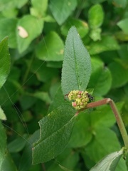 Euphorbia hirta image