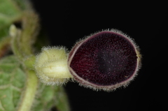 Aristolochia buntingii