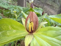 Trillium sessile